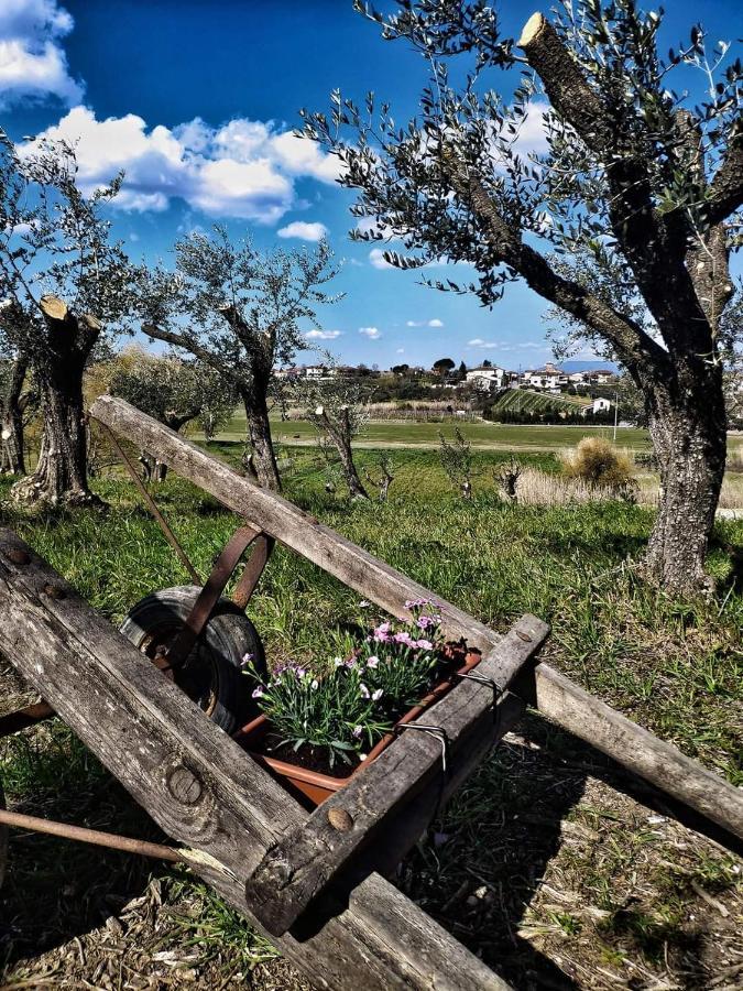 The Olive Grove In Tuscany Toiano Εξωτερικό φωτογραφία
